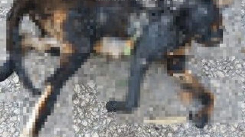 Temizlik işçileri parkta yanmış kedi ölüsü buldu