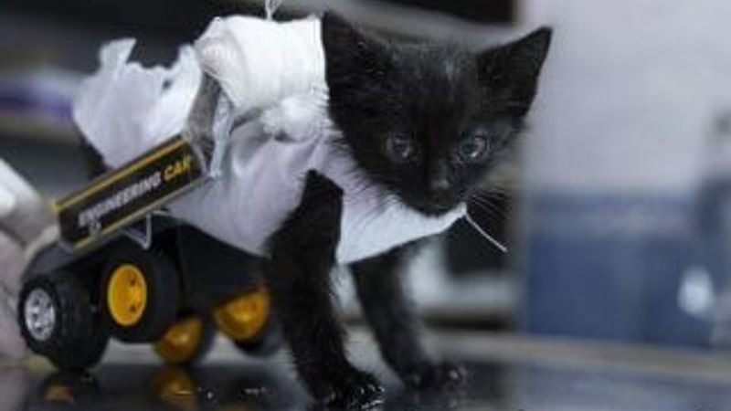 Yürüyemeyen kedi için yürüteç