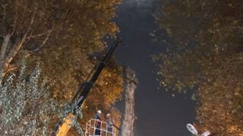 Kocaeli'de asırlık çınar kesildi