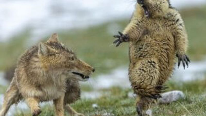 Yılın Vahşi Yaşam Fotoğrafçısı belli oldu