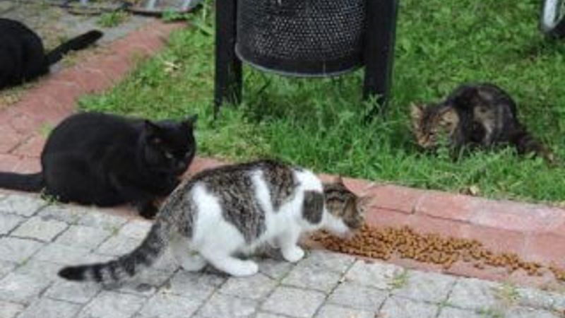 Sitenin bahçesindeki kedileri zehirlemeye çalıştı