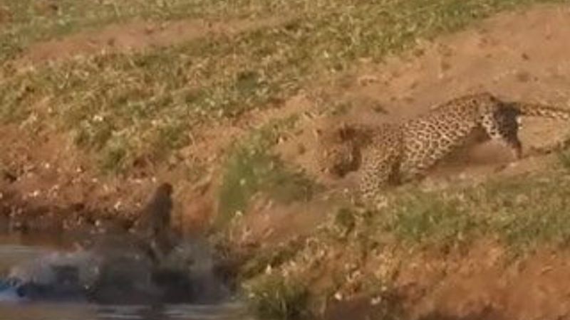 Timsahın avına sulanan leopar