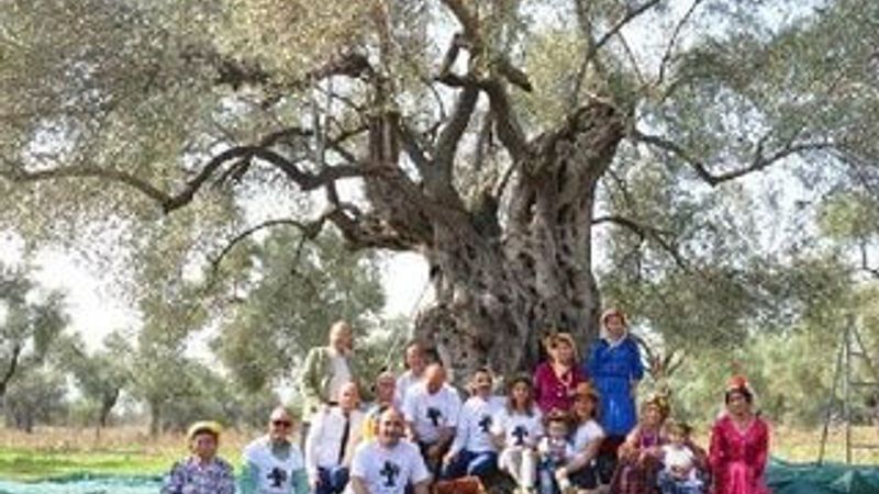 3 bin 200 yıllık zeytin ağacının hasadı yapıldı