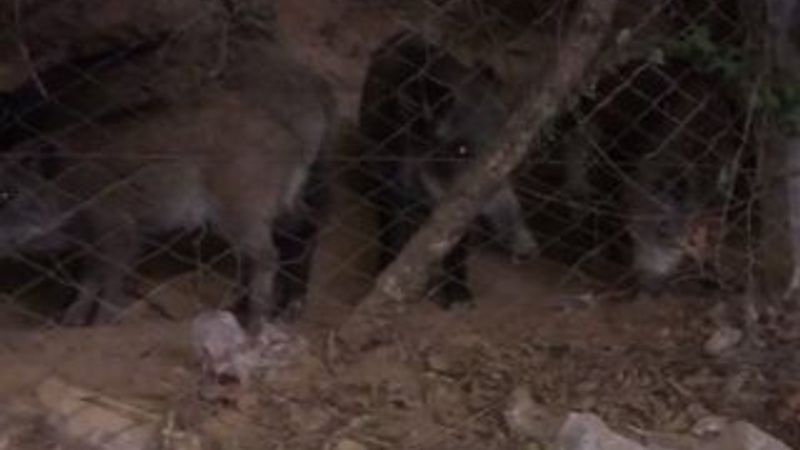 Domuz sürüsü Sarıyer'e indi