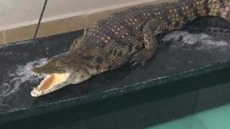 Sosyal medyadan yasaklı hayvanları satan şahıs yakalandı