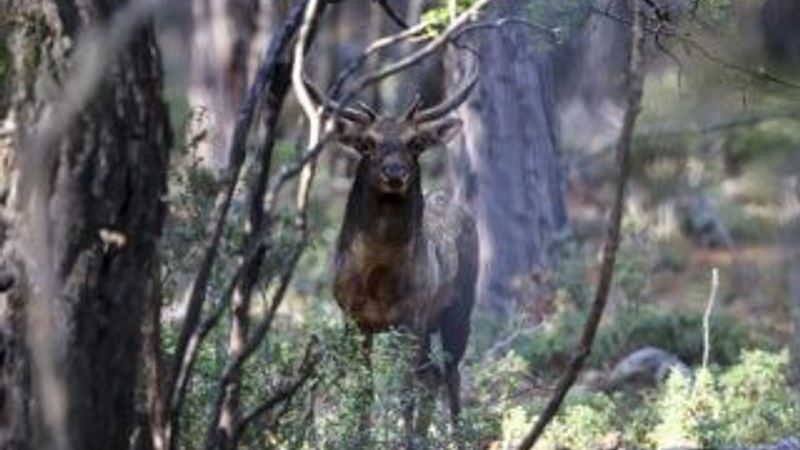 Toros Dağları eteklerinde alageyik görüntülendi