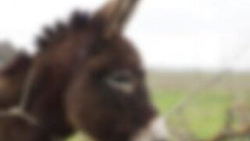 Eskişehir'de sapık, komşusuna ait eşeğe tecavüz etti