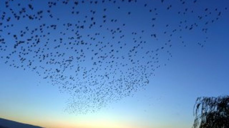 Sığırcıklardan seyir zevki yüksek görüntüler