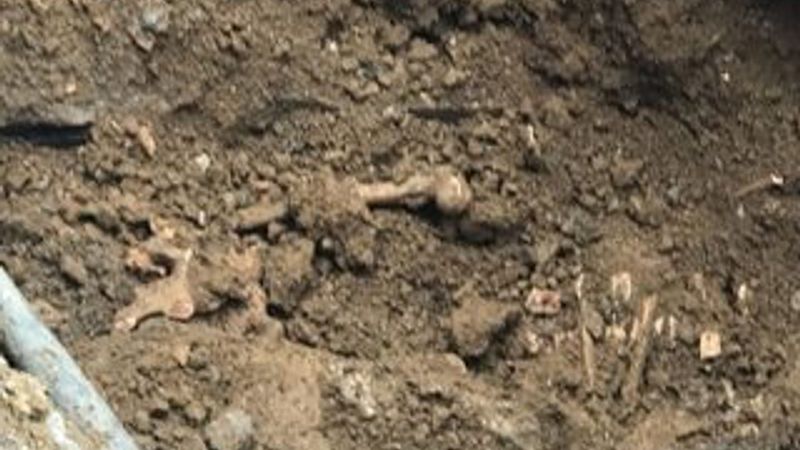 Rusya'da fosil kalıntılarına rastlandı