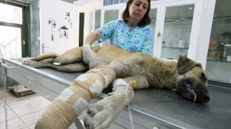 Bursa'da araç çarpan yaralı köpek ameliyat edildi