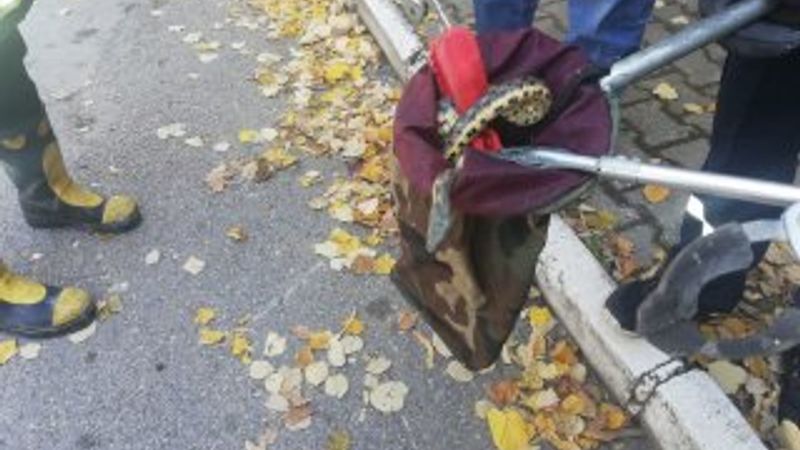 Isparta'da itfaiye ekipleri bir araçtan yılan çıkarttı