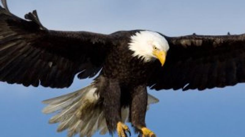 Kartalların dolaşım masrafı, iflas getirdi