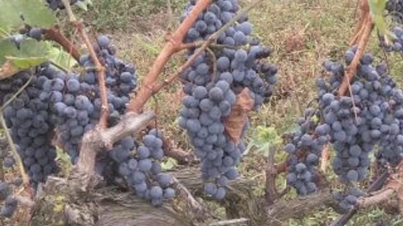 Tescilli 'hardaliye' Avrupa pazarına açılacak