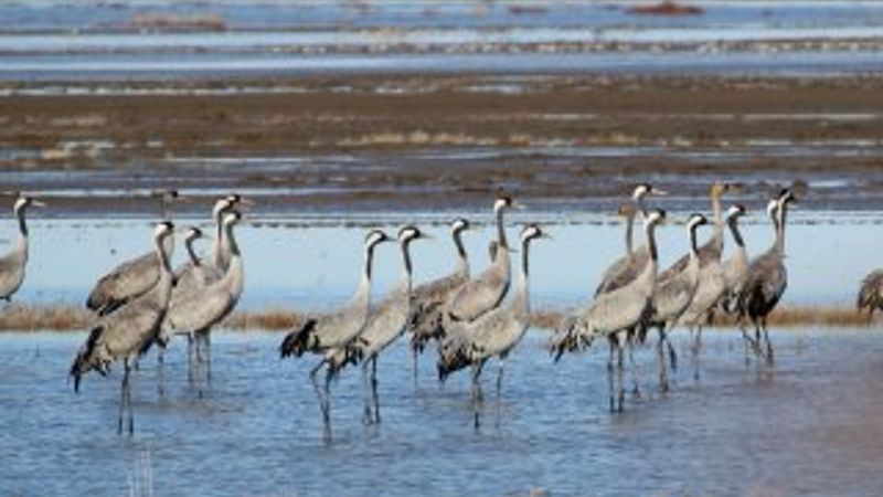 Türkiye'de turnaların göç şöleni