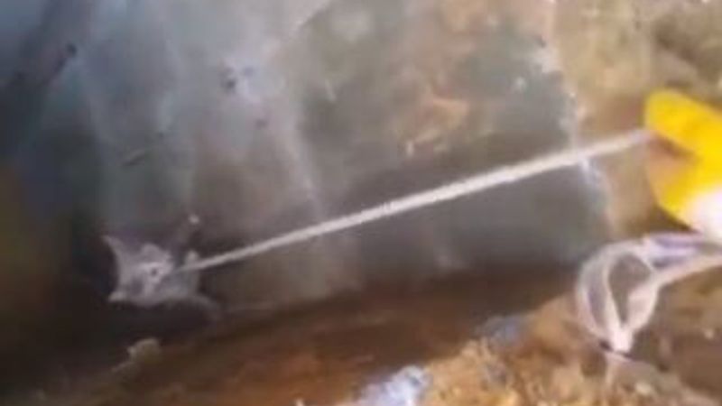 Çukura düşen kediyi kurtarma operasyonu