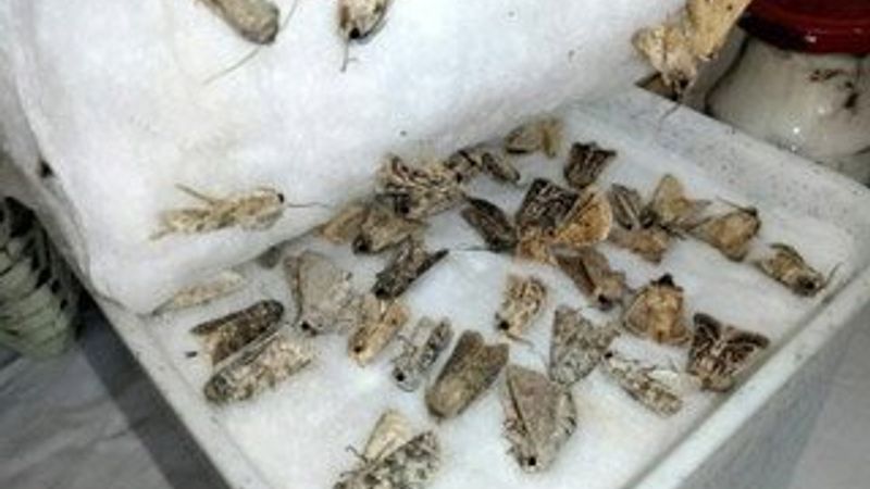 Ağrı'da kaçak böcek toplayıcıları yakalandı