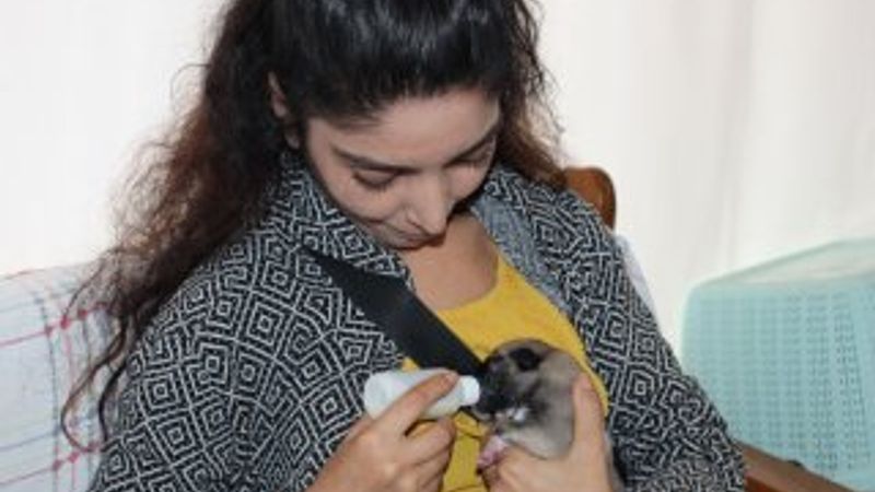 Mersin'de annesiz yavru köpek biberonla besleniyor
