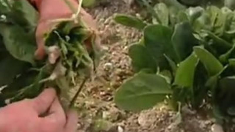 Ispanak zehirlenmesinin sebebi marketler olabilir