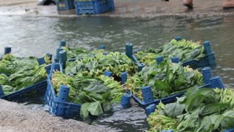 Ispanak tüketimi dibe vurdu