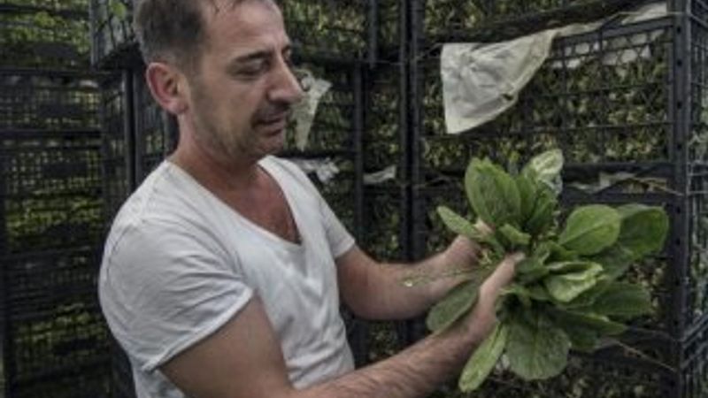 İstanbul İl Tarım ve Orman Müdürlüğü'nden ıspanak açıklaması