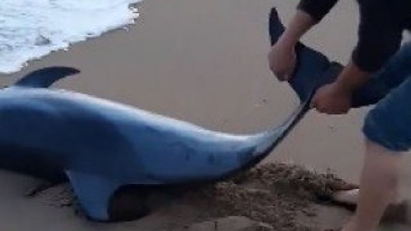 Çanakkaleli, kumsala vuran yunusu kurtardı