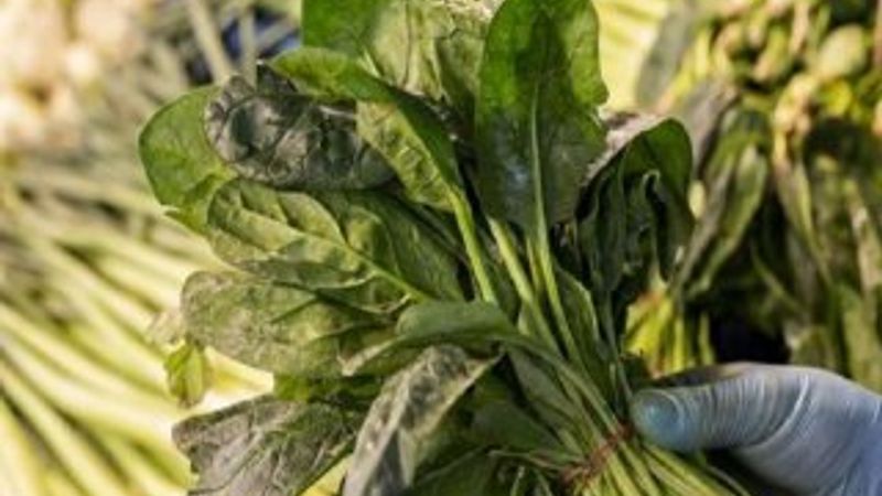 TZOB Başkanı: Ispanağın suçu yok