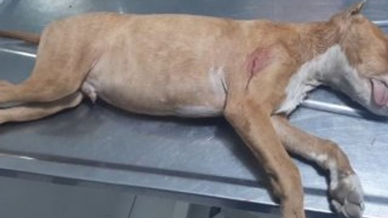 Tartıştığı gençlerin köpeğini bıçakladı