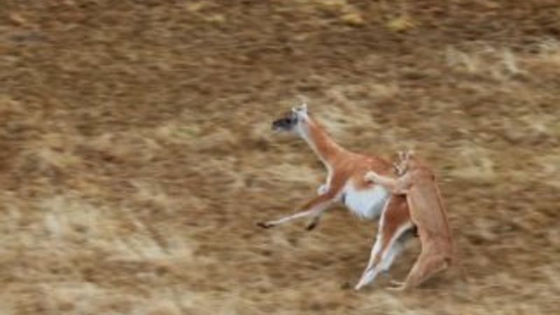 Guanakoyu yemeye çalışan puma