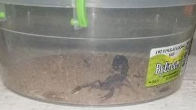 Evin bodrumunda 217 akrep bulundu