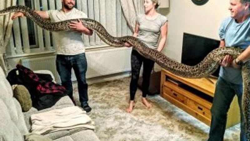 Aile yanında yaşayan dünyanın en uzun yılanı