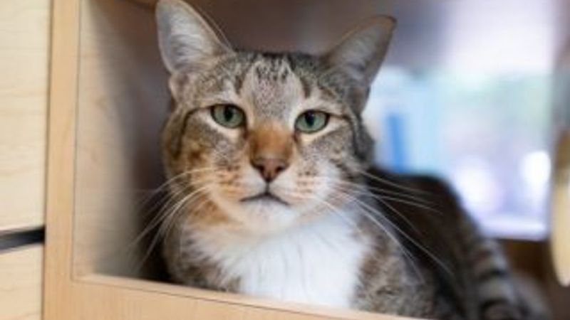 ABD'de tecrit edilen kedi