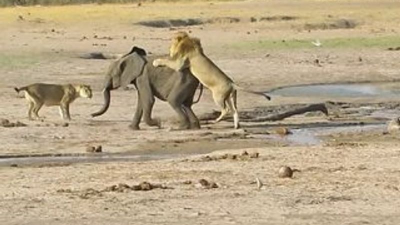 Yavru fil aslanlara yem oldu