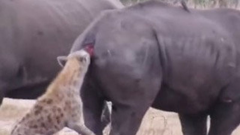 Yaralı gergedan, sırtlan sürüsüne karşı