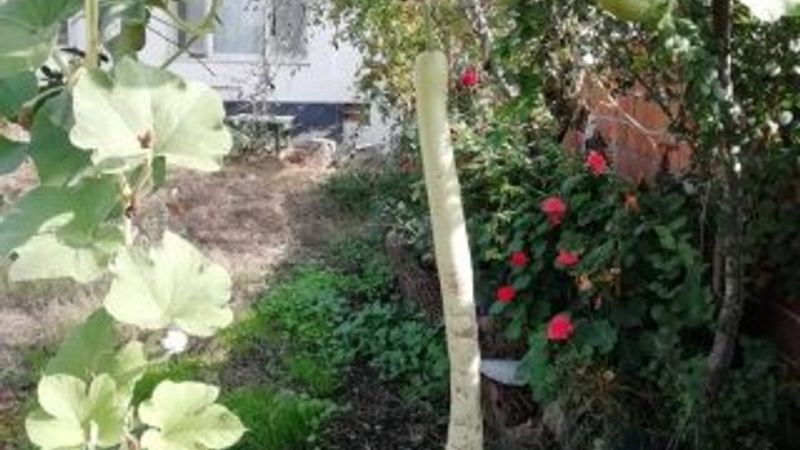 Çanakkale'de 1 metrelik kabak görenleri şaşkına çeviriyor