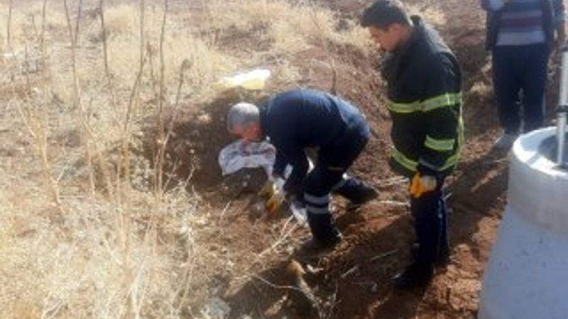 Mardin’de 5 yavru köpeği lağım çukuruna attılar