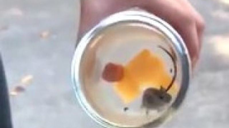 Kadına kabus yaşatan fare