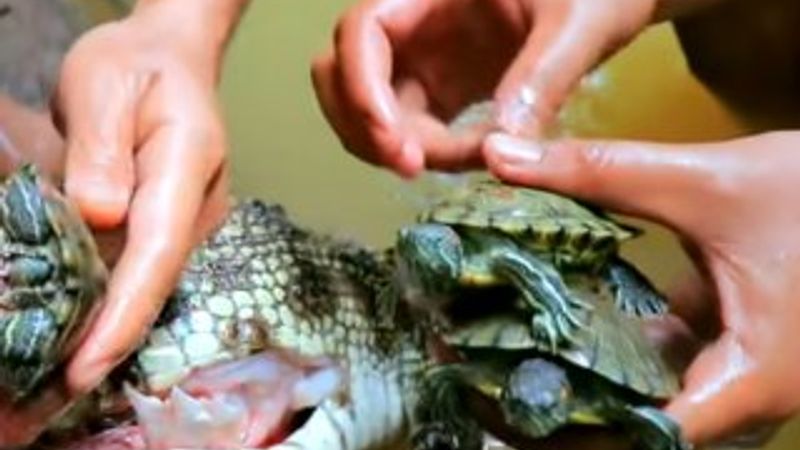 Avladıkları timsahın midesini açtılar