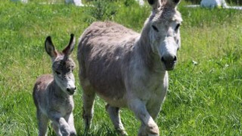 Eşek nüfusu Çin yüzünden tehlike altında