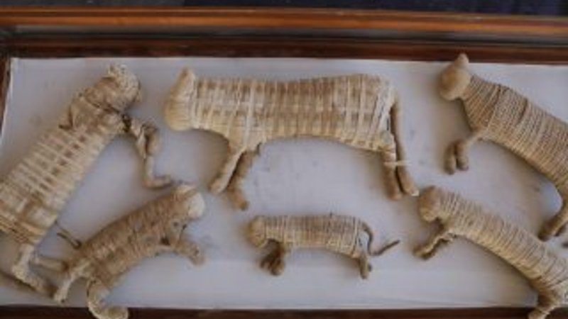 Mısır'da kedi mumyası bulundu