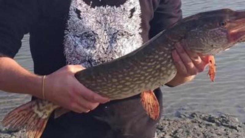 Samsun'da kaçak avcılığa geçit verilmiyor