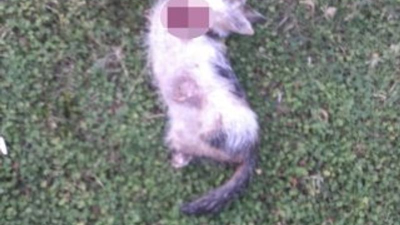 Hatay'da 4 bacağı kesilmiş ölü kedi bulundu