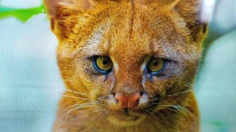 Anneleri ölen hayvanların puma olduğunu öğrendi