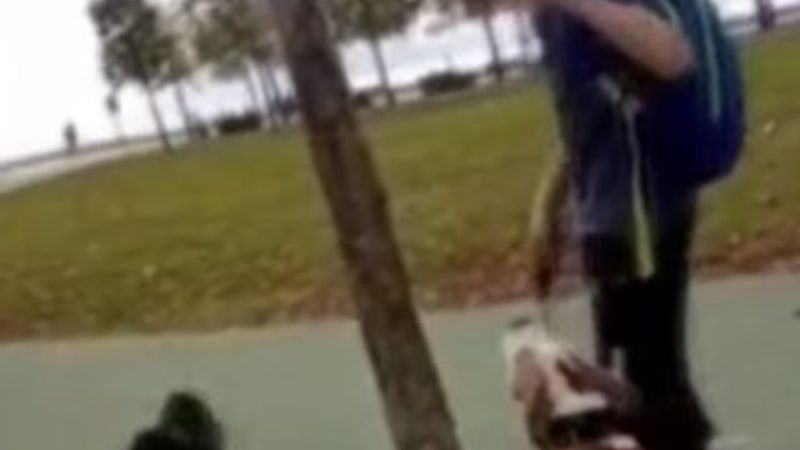 Bir maganda kediyi köpeklerin önüne attı