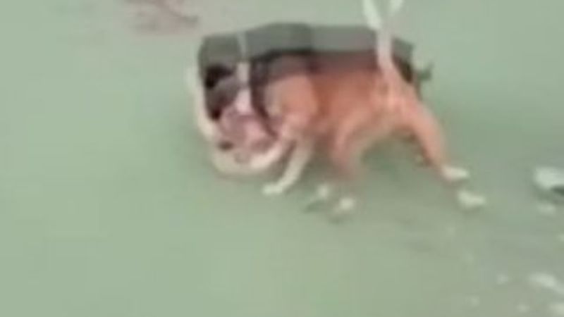 Kediyi köpeklere parçalatan şahıslar yakalandı