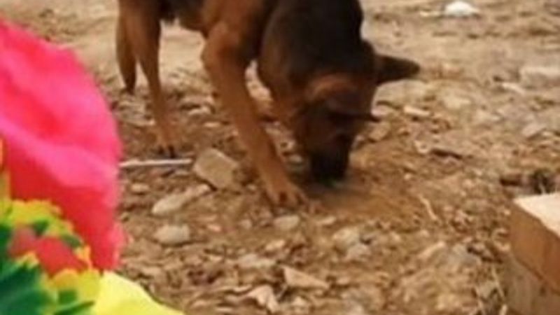 Sahibi ölen köpeğin sevgisi