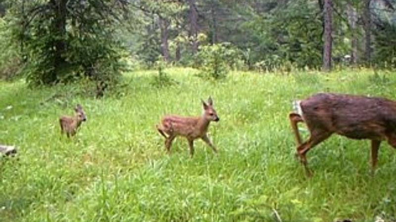 Sakarya'nın doğal yaşamı 'fotokapanlandı'