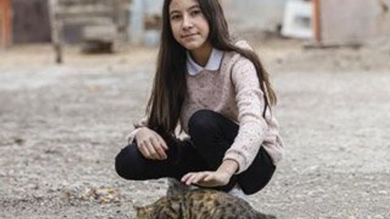Sokak kedilerine harçlığı yetmeyince KDK'dan yardım aldı