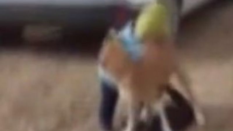 Kahramanmaraş'ta küçük çocuğun köpeğini koruduğu anlar