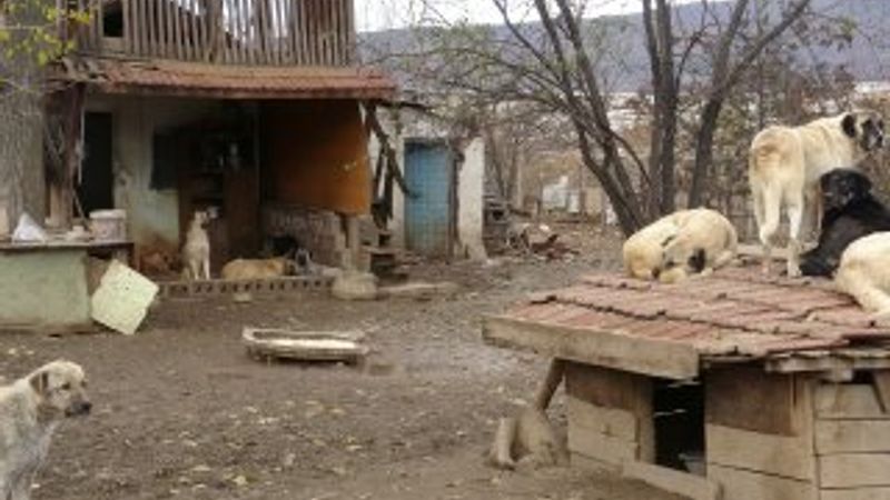 Kansere yenik düştü, beslediği 100 köpek sahipsiz kaldı