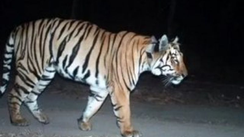 Hindistan'da 5 ayda bin 300 kilometre yürüyen kaplan